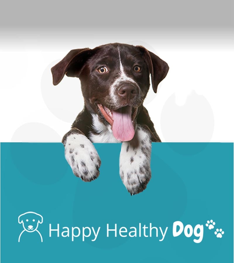 Happy Healthy Dog Website by Think Creative agency Happy Healthy Dog Website by Think Creative agency